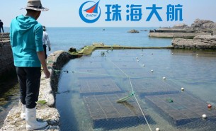 中国鲍鱼产业暴涨迷局,重量分选机为您解读其中的故事