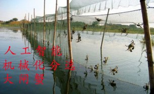 大闸蟹分选机为何成为阳澄湖蟹业必然的新选择？