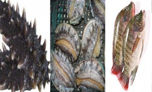 海参鲍鱼自动分选机-自动上料排序重量称重选别设备