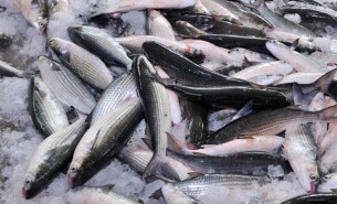罗非鱼养殖的水产行业如何提高称重分选效率