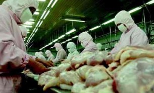 屠宰场实现整只鸡快速称重分选妙招