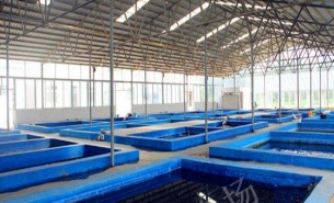 水产品重量分捡机:自动称重分捡成多重量级别