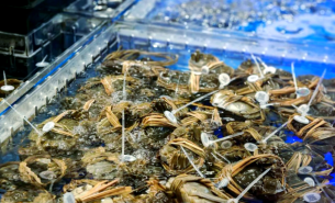 大闸蟹自动检重秤｜水产品多级分选设备｜农产品智能分级解决方案