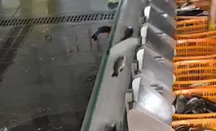 探索自动检重秤在冷冻鱼与活鱼重量分选中的卓越应用