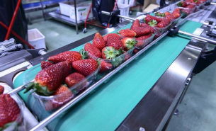 了解果蔬重量分选机按重量精准分选及一体化自动化详情