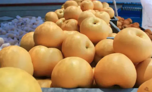 探索秋月梨重量分选机如何按重量精准分级与一体化自动化运作