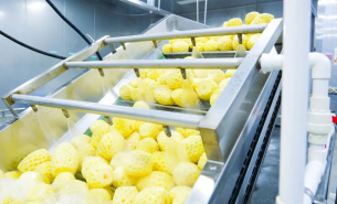 探索凤梨重量分选机如何实现凤梨精准重量分选及产业助力