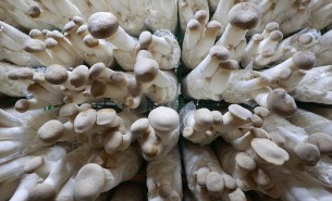 了解杏鲍菇配重机如何精准配重，推动杏鲍菇产业高效发展