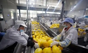 了解柚子重量分选机如何实现柚子精准重量分选及产业应用优势