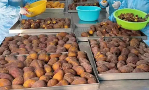 珠海大航红薯重量分选机：红薯精准重量分拣的得力助手