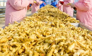 珠海大航中药药材重量分选方案，助力中药产业高质量发展