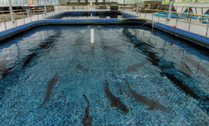 珠海大航活鱼重量分选方案，为水产行业解决重量分选难题