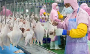 珠海大航整鸡重量分选机，优化禽类加工重量分选流程