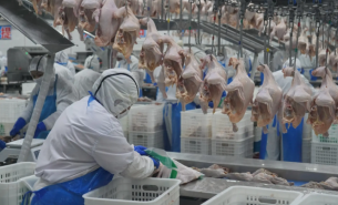 珠海大航 - 禽肉重量分选机定制方案