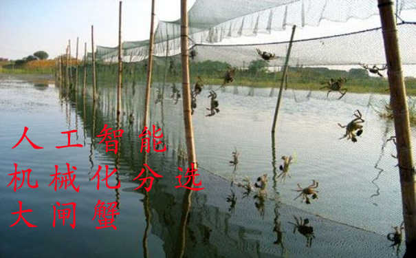 1529648655730144.jpg 阳澄湖大闸蟹.jpg