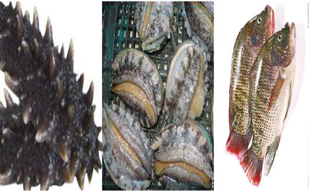 1535361845124301.jpg 海参鱼鲍鱼.jpg