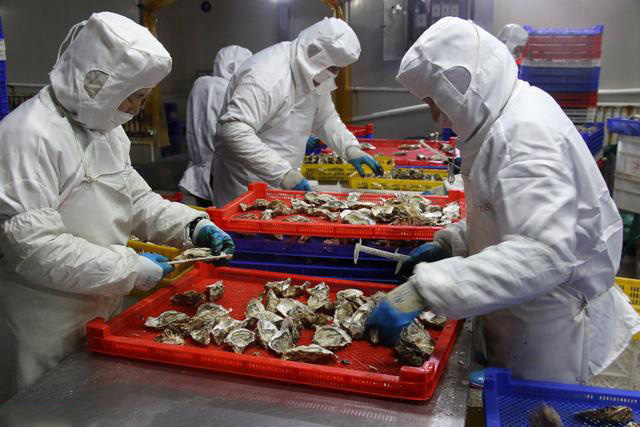 牡蛎清洗分拣过程