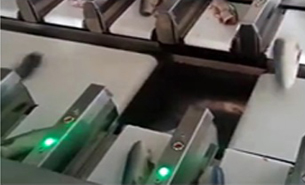 鱼称重分装机 鱼称重分装机